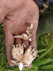 Dactylorhiza hatagirea