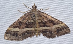 Chrysolarentia vicissata