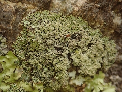 Menegazzia nothofagi