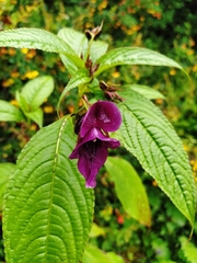 Impatiens gorepaniensis