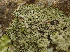 Menegazzia nothofagi