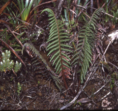 Alsophila havilandii