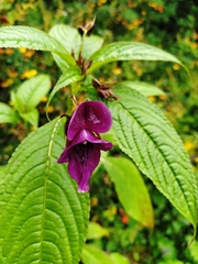 Impatiens gorepaniensis