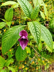 Impatiens gorepaniensis