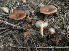 Infundibulicybe squamulosa