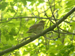 Luscinia luscinia