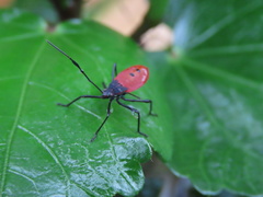 Paradasynus spinosus