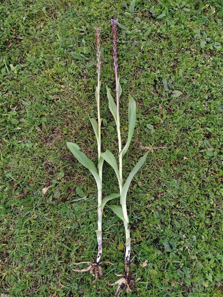 Dactylorhiza hatagirea from 87J5+8QX, Bhujung 33600, Nepal on August 2 ...