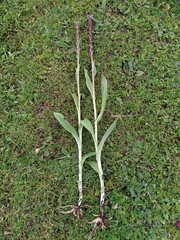Dactylorhiza hatagirea