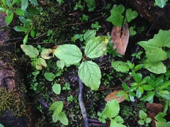 Trillium govanianum