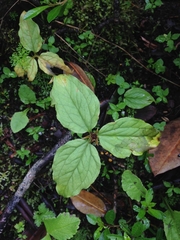 Trillium govanianum
