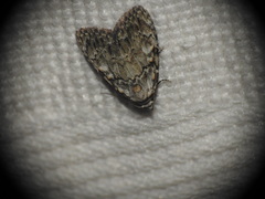 Meganola strigula
