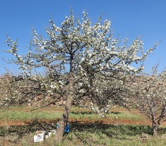 Pyrus syriaca