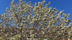 Pyrus syriaca