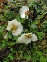 Rosa sericea