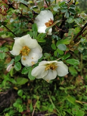 Rosa sericea