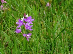 Calopogon tuberosus tuberosus