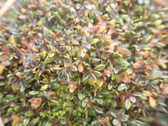 Actinotus novae-zelandiae