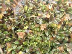 Actinotus novae-zelandiae