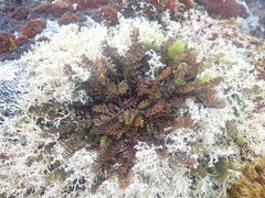 Anisotome aromatica