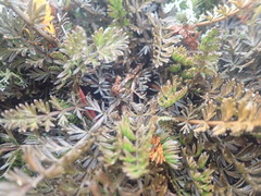Anisotome aromatica