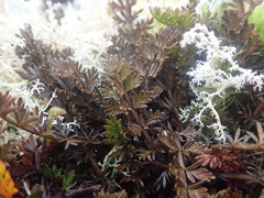 Anisotome aromatica