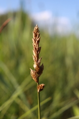 Carex disticha