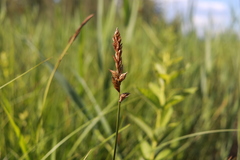 Carex disticha