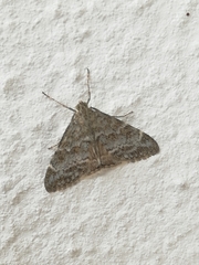 Evergestis sophialis