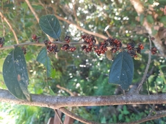 Glochidion acuminatum