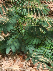 Enterolobium contortisiliquum