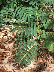 Enterolobium contortisiliquum