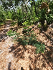 Enterolobium contortisiliquum