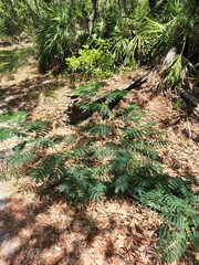 Enterolobium contortisiliquum