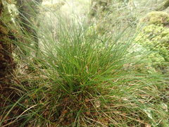 Carex horizontalis