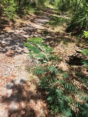 Enterolobium contortisiliquum