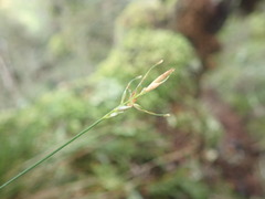 Carex horizontalis
