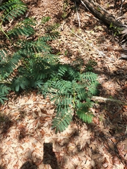 Enterolobium contortisiliquum