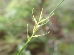 Carex horizontalis