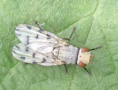 Melieria omissa