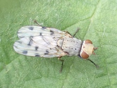 Melieria omissa