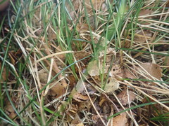 Carex horizontalis