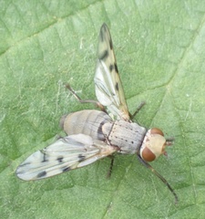 Melieria omissa