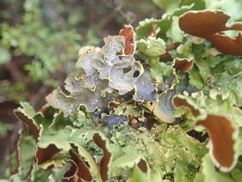Podostictina jamesii