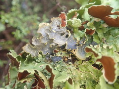 Podostictina jamesii