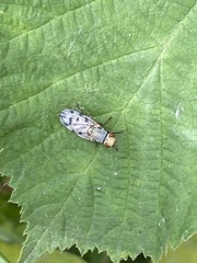 Melieria omissa