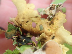 Podostictina jamesii