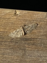 Eupithecia palpata