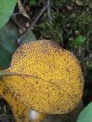 Rossmanomyces pyrolae