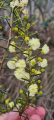 Acacia genistifolia
